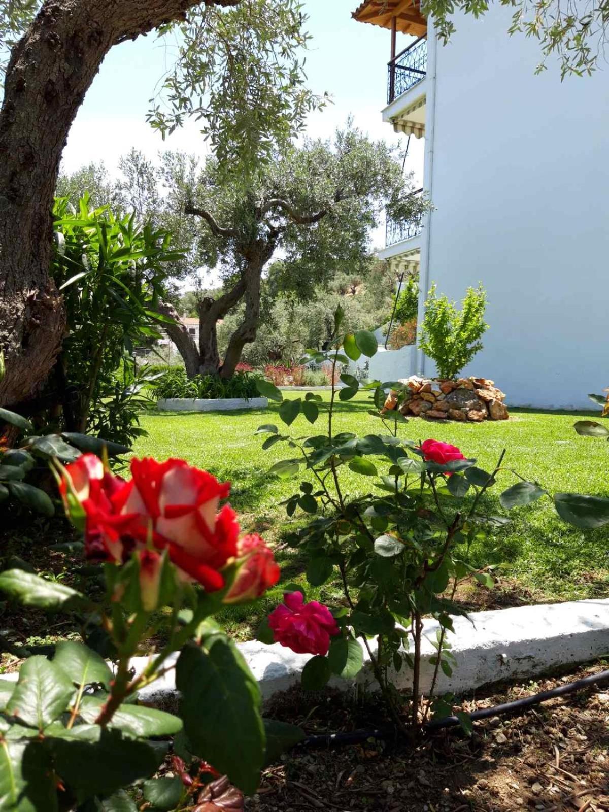 Olive Grove Studios Megali Ammos  Exterior photo