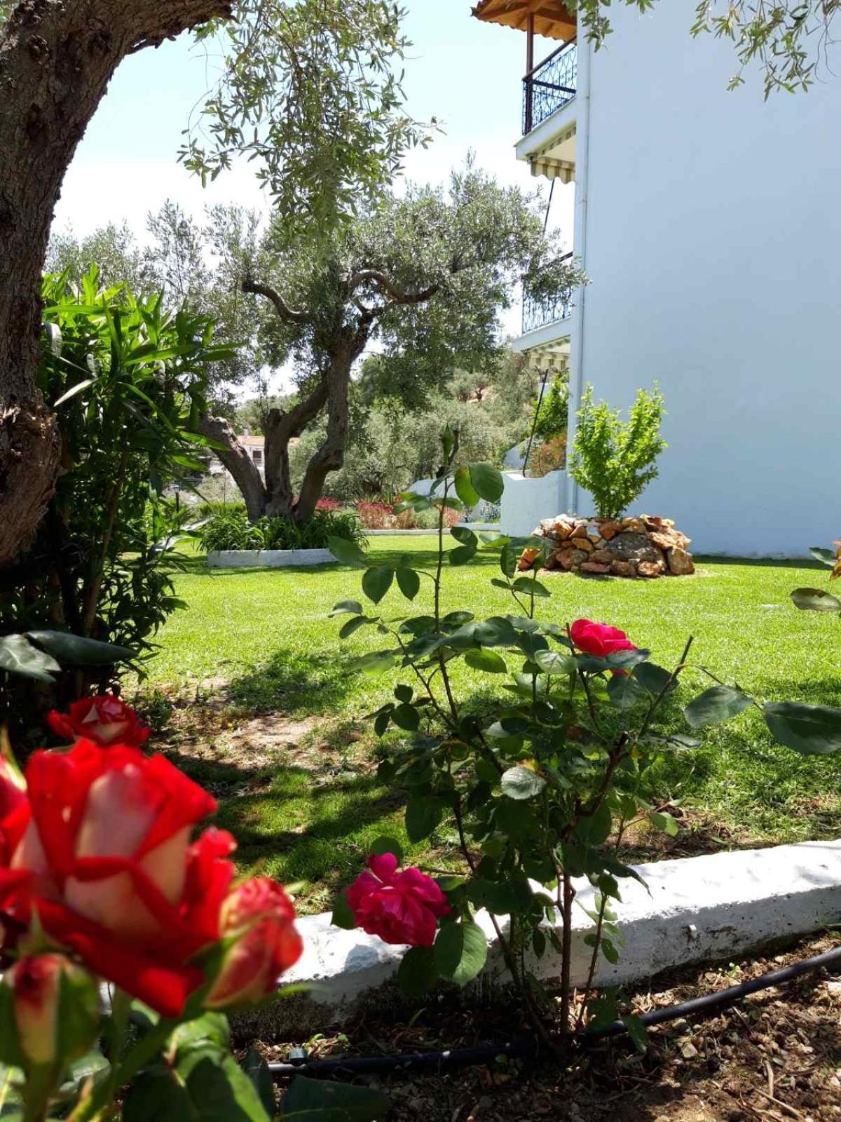Olive Grove Studios Megali Ammos  Exterior photo